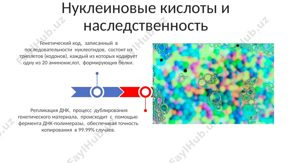 : izmeneniya v nukleinovix kislotax bolee 90% spontannix mutatsiy voznikayut v rezultate oshibok replikatsii dnk, vklyuchaya tautomeriyu osnovaniy i netochnoe sparivanie. vstavka ili deletsiya nukleotidov, ne kratnix tryom, vizivaet sdvig ramki schitivaniya (frameshift mutation), privodya k sintezu polnostyu izmenyonnogo, nerabochego belka. replikatsiya dnk: mexanizm kopirovaniya pri replikatsii dnk fragmenti okazaki, dlinoy priblizitelno 100-200 nukleotidov, sinteziruyutsya na otstayushey tsepi i zatem soedinyayutsya dnk-ligazoy. dnk-polimeraza kataliziruet dobavlenie nukleotidov k 3'-kontsu rastushey tsepi dnk, sinteziruya novuyu tsep so skorostyu okolo 50-100 nukleotidov v sekundu. nukleotidi: stroitelnie bloki nukleinovix kislot nukleotidi sostoyat iz tryox komponentov: azotistogo osnovaniya (purinovogo ili pirimidinovogo), pyatiuglerodnogo saxara (ribozi ili dezoksiribozi) i fosfatnoy gruppi. atf, osnovnoy perenoschik energii v kletkax, yavlyaetsya nukleotidom, soderjashim adenin, ribozu i tri fosfatnie gruppi. gidroliz etix svyazey visvobojdaet energiyu. transkriptsiya: sintez rnk transkriptsiya – eto fundamentalniy protsess, gde dnk-zavisimaya rnk-polimeraza sinteziruet rnk-molekuli dlinoy v srednem 1000-2000 nukleotidov, ispolzuya dnk v kachestve matritsi. elongatsiya, vtoraya stadiya, …