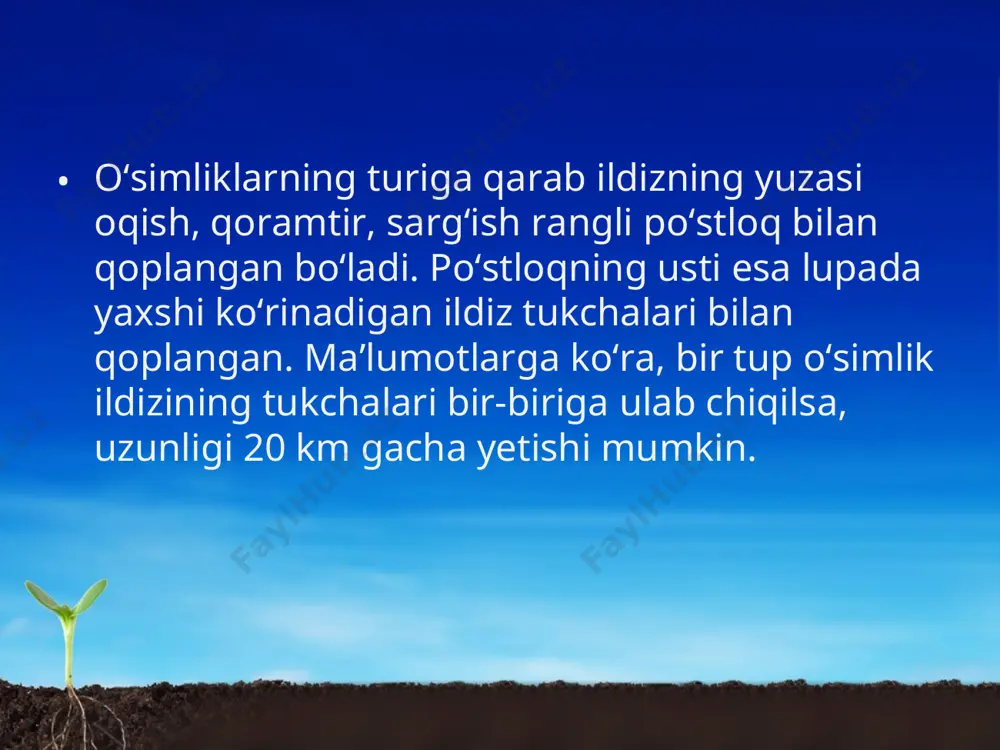 va ulardagi sitoplazma bilan mag‘iz nobud bo‘ladi, hujayralar orasidagi to‘siqlar yo‘qoladi. natijada ketma-ket joylashgan bunday hujayralarning bir nechtasidan uzun naychalar paydo bo‘ladi. tuproqdan so‘rib olingan suv va unda erigan oziq moddalar shu naychalar orqali yuqoriga, ya’ni ildizdan poya, shox va barglargacha ko‘tariladi. bundan tashqari, yosh ildiz uzunasiga kesib qaralsa, unda bir-biridan aniq farq qiladigan to‘rtta qismni ko‘rish mumkin. ildizning uchini ildiz qinchasi o‘rab turadi. makkajo‘xorining ildizi poyadan atrofga 2 m, bosh piyozniki 60–70 sm gacha yoyiladi. makkajo‘xorining 1 mm2 so‘rish qismida 700 ta ildiz tukchalari bo‘ladi. savol va topshiriqlar ildiz tukchasining tuzilishi mikroskopda qanday ko‘rinadi? ildizning ko‘ndalang kesigi qanday qismlardan iborat? ildizning uchi qanday qismlardan tashkil topgan?