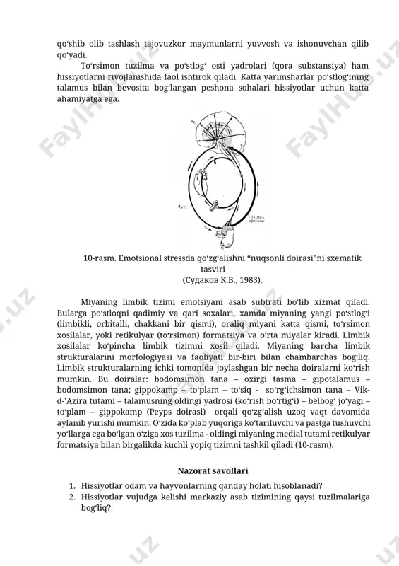 g‘laydi. talamusda rivojlangan qo‘zg‘alish ikki yo‘l bo‘ylab tarqaladi. birinchi yo‘ldan u miya po‘stlog‘iga yetadi va subyektiv tuyg‘ularni (qo‘rqish, quvonch va g‘azab-lanishni) paydo qiladi. ikkinchi yo‘l bilan qo‘zg‘alish gipotalamusga yetib keladi va hissiyotlarning obyektiv qismi bo‘lgan vegetativ o‘zgarishlarni paydo qiladi, ya’ni yurak urishi tezlashadi, tomirlar kengayadi yoki torayadi, nafas olish o‘zgaradi va shu kabi o‘zgarishlar paydo bo‘ladi. hozirgi paytlarda keng tarqalgan peyps nazariyasini talamik nazariyaning rivoji deb hisoblasa bo‘ladi. peypsning fikricha hissiyotlarning shakllanishida miyaning limbik tuzilmalari asosiy rol o‘ynaydi. gippokampda paydo bo‘lgan hissiyotning qo‘zg‘alishi mamillyar tanalarga tarqaladi, keyin talamus orqali belbog‘ pushtaga o‘tadi va undan miya po‘stlog‘iga yetib keladi. his-xayajon qo‘zg‘alishi bu tuzilmalar o‘rtasida, ya’ni peyps halqasidan uzoq vaqt aylanib yurishi mumkin. ayrim hissiyotlarning turg‘unligi ana shu halqada qo‘zg‘alishning uzoq vaqt uzluksiz harakatda bo‘lishi bilan tushintiriladi. 5. hissiyotlar shakllanishining fiziologik asoslari. hissiyotlarning rivojlanishida miyaning turli tuzilmalarini ahamiyati juda kattadir. hissiyotlarning vujudga kelishi gomeostazni ta’minlovchi va fiziologik ritmlarni boshqaruvchi tuzilmalarga bog‘liq. masalan, …
