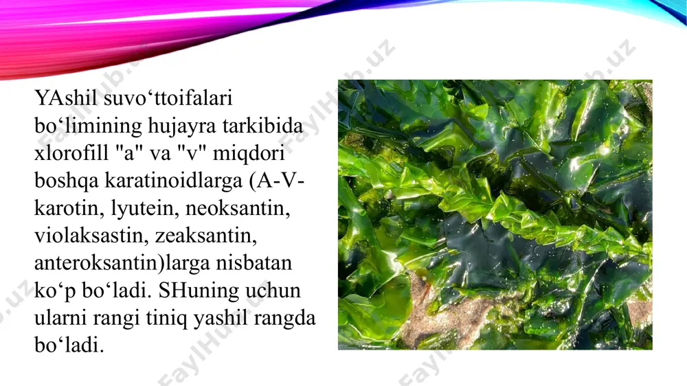 ashki tomondan ancha differensiyalangan bo‘lib, qalin, ba’zan bir necha qavatli po‘st bilan o‘ralgan. hujayra devori atrofida sitoplazma, juda ko‘p mayda yadro va pirenoidsiz uvoq, tariqsimon xromatofora bo‘ladi. xromatoforalarida xlorofill va karatinoidlardan tashqari s i f o n e i n va s i f o n o k s a n t i n pigmentlari bo‘ladi. e’tiboriz uchun raxmat image2.png image3.jpeg image4.jpeg image5.jpeg image6.jpeg image7.jpeg image8.jpeg image9.jpeg image1.png