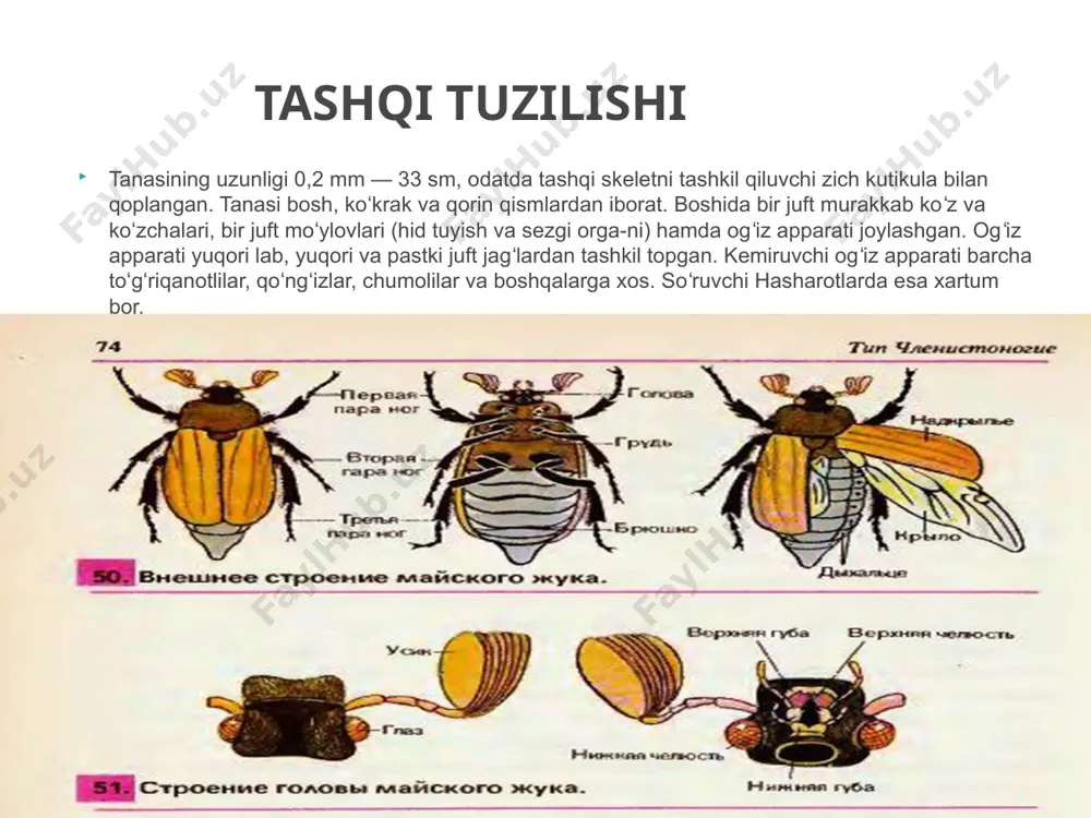 lanadi. qalqondorlarning mum bezlari sekretidan mum qalqon hosil bo’ladi. hasharotlarning lichinkalarida tullash bezlari ham ko’p uchraydi. bezlarning sekreti tullash davrida eski kutikulani yemiradi, lekin yangi hosil bo’lgan kutikulaga tasir ko’rsatmaydi. boshining tuzilishi hasharotlarning tanasi bosh ko’krak va qorin bo’limlaridan tashkil topgan. boshi akron va to’rt bo’g’imdan ko’kragi 3 bo’g’imdan qorin bo’limi 6-11 bo’g’im telsomdan iborat. bosh qismining bo’g’imlari birga qo’shilib ketgan bo’lib, umumiy xitin kutikula bilan qoplangan. boshi harakatchan, ko’krakdan ingichka bo’yin orqali aniq ajralib turadi. boshining oldingi uchi ostki tomonidan og’zi joylashgan. boshining ikki yonida bir juft murakkab ko’zlari, ularning o’rtasida bazan bir necha payda oddiy ko’zchalar yakka yakka bo’lib joylashgan. boshida 4 juft o’simtalar bo’ladi. ulardan birinchisi antennalar, yani mo’ylovlar akron bilan bog’liq. mo’ylovlar xilma xil tuzilgan. shakliga ko’ra qilsimon, ipsimon, arrasimon, taroqsimon, patsimon tizzasimon, to’g’nog’ichsimon bo’ladi. birinchi tana bo’g’imi ( enterkalyar bo’g’im) hasharotlarda to’liq reduksiyaga uchragan. qolgan 3 juft o’simtalar esa 2, 3, 4- tana bo’g’imlariga tegishli. …