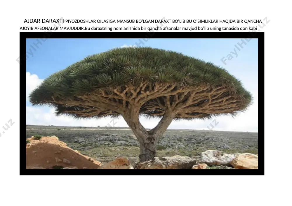 am saqlanib keladi. jenshen tasvirini birinchi yozgan, va uni boshlab ilmga olib kirgan kishi buyuk olim karl linney edi. u jenshenni shuhratini hisobga olib, 1753-yili panaks quinquefolium deb nomladi. bunda panaks so’zi grekcha “pan”- barcha ,”akas”- davolovchi manosini berib ,quinqufolium- besh yaproqli deganidir. qopqonli hasharotho’r 1769- yilda amerikada topilgan hasharotho’r o’simlik diotsena muspitsula nepentlarga o’xshab daraxtlarga ham chirmashmaydi, uning ko’zachasi ham yo’q. u boshqacha yo’l bilan o’ljalarini asir oladi. qopqon qo’yadi,uning ajoyib organi bargidir. qaddini tik tutuib turuvchi gullari poyasining uchida to’pgul hosil qiladi , chiroyli, tojbarglari beshtadan, ular ko’pincha ichkariga qarab qayrilgan.changchilari ko’p, gultojbarglaridan kaltaroq. barglari to’p bo’lib, yopirma holida joylashadi . bitta barg – barg plastinkasiga va uning uchida joylashgan ikkita palladan iborat. pallalarning chetlarida yopilganda bir-birini orasiga kirib mustahkam ushlaydigan qiyshiq tishlar o’rnashgan. har bir pallaning o’rta qismida uchtadan o’tkir bo’rtiqchalar bor qolgan qismlari esa o’zidan shira ajratadigan bezchalardan iborat. bargga qo’ngan hasharot oltita bo’rtmadan birortasiga tegib …