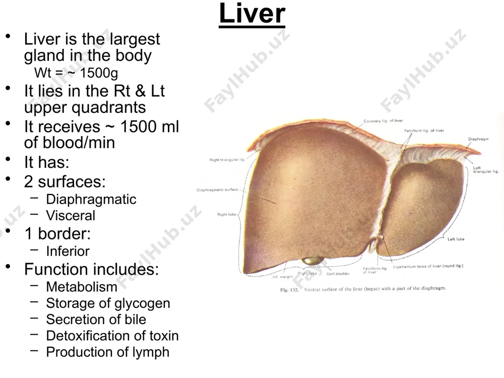 e liver that form impressions on visceral surface of the liver are: stomach including pylorus (gastric impression) 1st part of duodenum (duodenal impression - d) gallbladder (in gb fossa) rt colic flexure rt kidney (renal impression) rt suprarenal (sr) gland (sr impression) gastric impression d impression for rt. colic flexure renal impression sr impression gb porta hepatis anatomical lobes of the liver anatomically, the liver is divided into right & left lobes the lobes are separated, on visceral surface by fissure for ligamentum venosum (remnant of ductus venosus) & fissure for ligamentum teres (remnant of umbilical vein) on diaphragmatic surface, the lobes are separated by the falciform ligament the right anatomical lobe includes the caudate (c) & quadrate (q) lobes c q right lobe left lobe anatomical lobes con’t…. the liver is divided into anatomical lobes on the diaphragmatic surface by the falciform ligament functional (physiological) lobes of the liver …