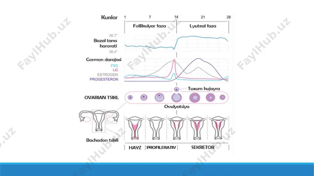 eb hayz paytida qindan oqadigan suyuq ajralma tushuniladi. qat’iyroq qilib aytganda, muvofiq termin menstrual suyuqlik bo’ladi, chunki uning tarkibida qondan tashqari, bachadon bo’yni bezlari shilliq sekreti, qin bezlari sekreti va endometriy to’qimalari mavjud. bitta hayz sikli davomida ajraladigan hayz suyuqligining o’rtacha hajmi katta tibbiy ensiklopediyaga ko’ra, taxminan 50-100 ml hisoblanadi. biroq, individual o’zgarish 10 dan 150 gacha va hatto 250 ml gacha oraliqda bo’ladi. bu diapazon normal hisoblanadi, bundan ko’prog’i (yoki aksincha, kamrog’i) kasallik belgisi bo’lishi mumkin. menstrual suyuqlik qizg’ish-jigarrang rangga ega, venoz qondan biroz to’qroq bo’ladi. hayzda qon ketish vaqtida yo’qotiladigan temir miqdori ko’pchilik ayollar uchun nisbatan ahamiyatsizdir va o’z-o’zidan kamqonlik rivojlanishiga sabab bo’lmaydi. bir tajribada, kamqonlik alomatlari namoyon bo’layotgan bir guruh ayollar endoskop bilan ko’rib chiqildi. bu ularning 86% aslida turli xil oshqozon-ichak trakti kasalliklardan aziyat chekayotganini ko’rsatdi (masalan, oshqozon-ichak traktiga qon quyilishi sodir bo’ladigan gastrit yoki o’n ikki barmoqli ichak yarasi); bunda temir tanqisligini tashxisi menstrual qon …