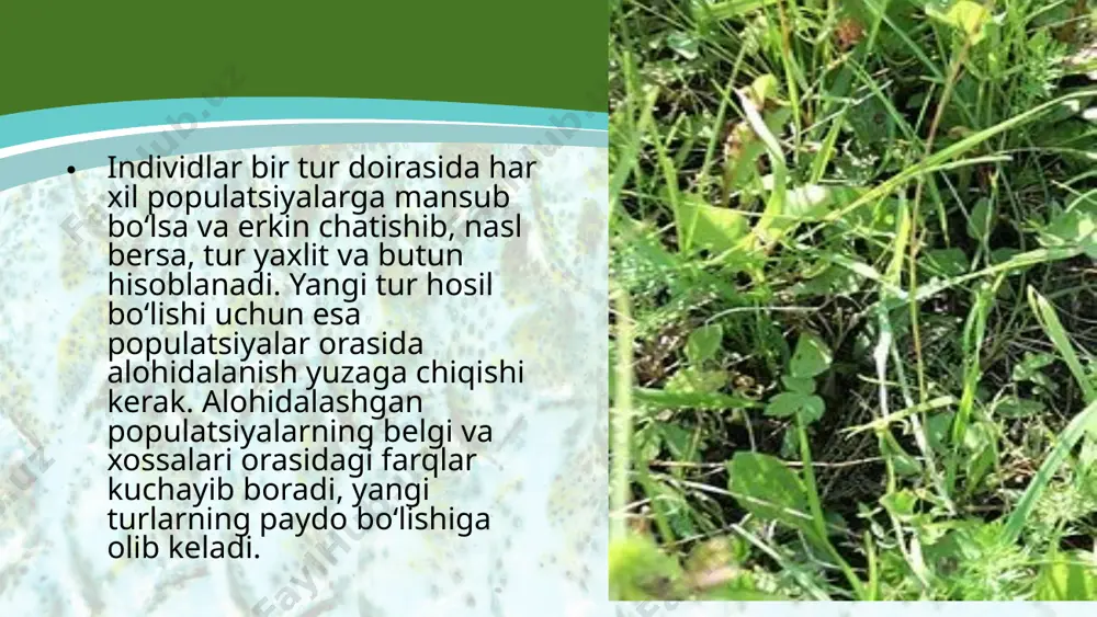 demak, ularda hosil bo‘lgan duragay da xromosomaning gaploid to‘plami 24 ga teng. olimlarning fi kricha, xromosoma ning gaploid to‘plami 13 bo‘lgan herbatseum turini boshqa 13 xromosomali turi bilan o‘zaro chatishib, so‘ng duragay xromosoma to‘plamining ikki hissa ortishi hisobiga 52 xromosoma to‘plamga ega bo‘lgan xirzutum, barbadenze g‘o‘za turlari kelib chiqqan deb faraz qilinadi. image2.jpeg image3.png image4.jpeg image5.jpeg image6.jpeg image7.jpeg image8.jpeg image9.jpeg image10.jpeg image11.jpeg image1.jpeg /docprops/thumbnail.jpeg