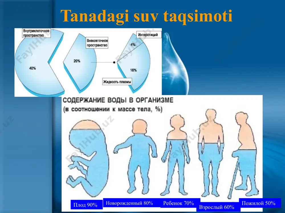 aoliyatiga ta'sir qiladi va uglevodlar va oqsillarni sintezini ta'minlaydi elektrofizyolojik va hujayra ichidagi va hujayra tashqarisidagi energiya jarayonlari. hujayra ichidagi suyuqlikning asosiy somatik faol komponenti; ko'plab hujayra ichidagi fermentlarning funktsiyasida ishtirok etadi; 14 слайд 26 стимулирует образование ацитилхолина; обеспечивает нормальный тонус мышц; участвует в синтезе белка и гликогена; синтез 1 грамма белка требует: ½ мэкв (20 мг) к+ + 3 г воды; в откладывании 1 г гликогена нуждается: 1/3 мэкв (13 мг) к +. kaltsiy-fosfor almashinuvi inson organizmidagi ca 1000g va p -800 g tashkil qiladi; 99% ca va 85% p suyaklarda mineral-gidroksilapatit shaklida mavjud. qolgan ca miqdori asosan hujayradan tashqari va p-hujayra ichidagi; qon zardobida umumiy kaltsiyning normal konsentratsiyasi 2,25-2,5 mmol\l, chala tugilgan chaqalarda 1,2 mmol \ l fosfor-kaltsiy almashinuvi qonda ca proteinlar (50%) va kislota anionlari (40%) bilan bog'liq bo'lgan ionlashtirilgan shaklda (13%) mavjud. biologik faol faqat ionlashtirilgan ca! ca va p uchun kunlik talab - 1 g; …