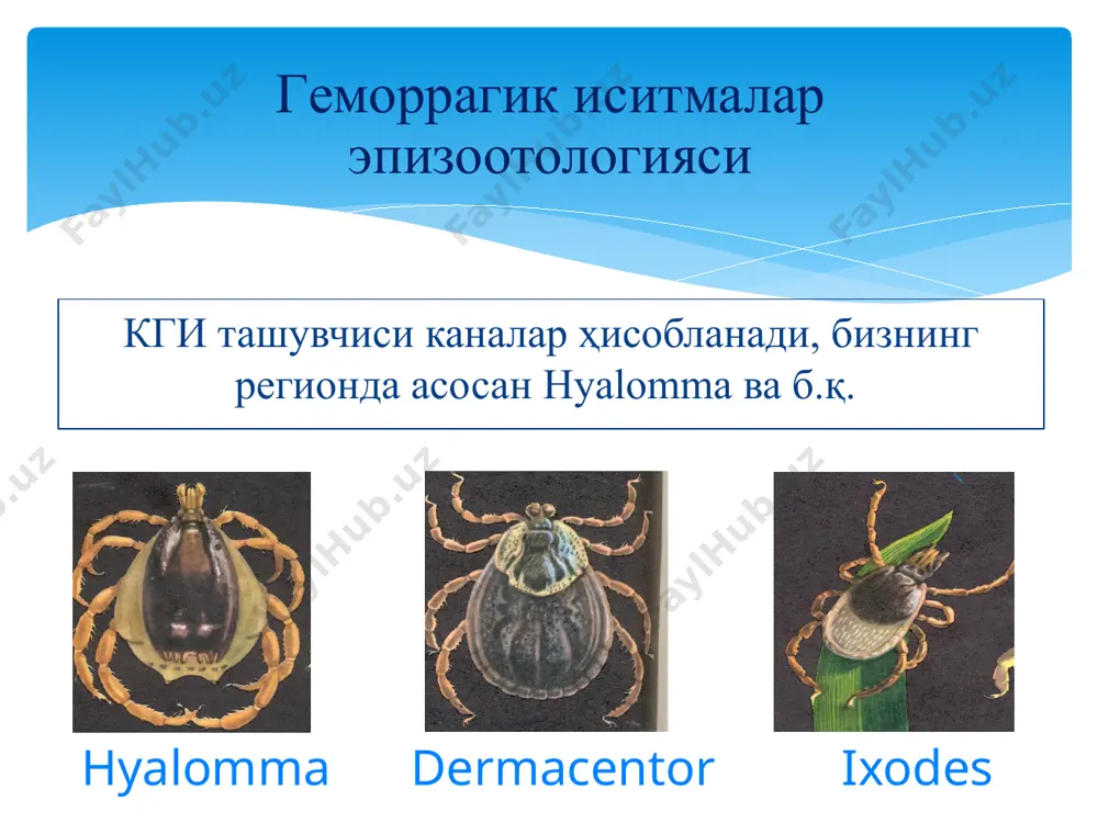 ximicheskiy metod. viyavlenie spetsificheskix antitel v rsk i rdpa do 96% sluchaev podtverjdayut klinicheskiy diagnoz. viyavlenie virusnogo antigena v rnga, takje podtverjdaet dia-gnoz (100% sluchaev). leykopeniya so sdvigom vlevo, trombotsitopeniya (<100x10g/l), povi-shenie soe (orientirovanniy diagnoz). izolyatsiya virusa – 100% podtverjdenie klinicheskogo diagnoza. viyavlenie spetsificheskix immunoglobulinov (v diagnosticheskix titrax 1:800 i bolee obnarujivayutsya uje v samie pervie dni zaboleva-niya) klassa igm i igg (parnie sivorotki – obnarujenie vo 2-y probe pri otsutstvii v pervoy, ili 4-kratnoe narastanie titrov) – visokiy (uskorenniy) diagnosticheskiy priznak. polojitelniy rezultat ptsr v realnom rejime vremeni – 100% pod-tverjdenie diagnoza. gipoizostenuriya, mikrogematuriya. viyavlenie antigena iz patologoanatomicheskogo materiala dlya posmertnoy diagnostiki – 100% podtverjdenie diagnoza. ostroe zabolevanie, soprovojdayusheesya visokoy lixoradkoy i gemorragicheskim sindromom, xarakterizuyushimsya po krayney mere odnim iz sleduyushix priznakov:  petexialnaya sip;  krovoizliyaniya;  krovotecheniya (nosovie, matochnie, jeludochno-kishechnie, desnevie, reje - drugie);  trombotsitopeniya. • fakt kontakta s krovyu litsami, u kotorix otmecheni krovotechenie • …