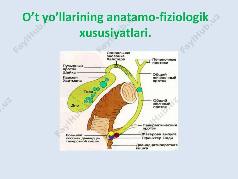 ishadi. toksikoz jadal rivojlanadi. kasallik o’tkir boshlanib, o’ng qobirg’a yoyi ostida yoki oshqozon soxasidagi kuchli og’riqlarning mavjudligi bilan xarakterlanadi. bu og’riqlar o’t pufagi devori taranglashuvi, undagi bosimning ortishi, o’t ajralishining qiyinlashuvi xamda o’t pufagi devori va qorin pardadagi yallig’lanishlar xisobiga paydo bo’ladi. og’riqlar o’ng elka, kurak va belning ung qismiga tarqalishi mumkin. korin biroz dam bo’lib, uning nafas aktidagi ishtiroki susayadi. o’ng qobirg’a yoyi soxasini perkussiya qilish yoki engil dukillatib ko’rish kuchli og’riqqa sabab bo’ladi qorinning yuzaki palpatsiyasini o’tkazish dastlab maxalliy, keyinchalik esa, keng tarqalgan qorin muskullarining tarnglashuvi ko’rinishidagi reaktsiyaga sabab bo’ladi. shyotkin-blyumberg simptomi singari qorin parda qitiqlanishi belgilari xam paydo bo’lishi mumkin. yuzaki palpatsiya og’riqli bo’lib, chuqur palratsiya o’tkzishning esa, mutlaqo iloji yo’q. ba’zan jigarning kattalashuvi va og’rig’i aniqlanishi mumkin. qon taxlilida echt ortganligi, leykotsitoz va neytrofillar formulasining chapga siljiganligi topiladi. klinikasi xolesistitda o’g’riqni irradiasiyasi kllinilasi xoletsistitdagi og’riqlar o’t-tosh kasalligiga qaraganda farqli o’laroq, o’zlarining uzoqroq davom etishlari bilan farqlanadi. …