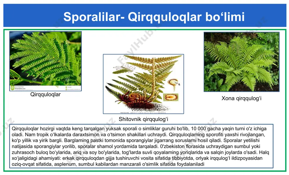 yuksak o‘simliklar - Page 5