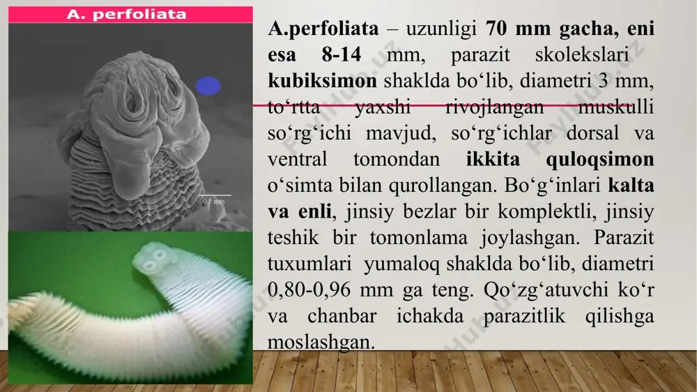 q shaklda, tiniq oq rangda bo‘lib, diametri 0,064-0,096 mm keladi. tuxumining ichida oltita embrional ilmoqlari va har xil uzunlikda noksimon a’zolari bor. tuxum radiusiga teng bo‘lsa - a.perfolliata, noksimon apparat parazit tuxumining radiusidan kichik bo‘lsa -a.magna, tuxum radiusidan katta bo‘lsa p.mamillana davolash, oldini olish va qarshi kurashish tadbirlari. kasallikni davolashda quyidagi preparatlar qo‘llaniladi: fenasal 0,2-0,5 g/kg miqdorda 300-500 g omuxta emga aralashtirilib beriladi. panakur (fenbendazol) 0,1 g/kg dozada, albendaazol gurhxiga mansub preparatlar – 12-15 mg/kg, erkak paportnik ekstraktini 5-6 oylik qulunlarga 5-7 ml; 8-12 oylik qulunlarga 8-10 ml; 1-2 yoshdagi toylarga 10-12 ml; undan katta yoshdagi otlarga 11-20 ml miqdorida og'iz orqali berish tavsiya etiladi. preparat jelatindan qilingan kapsulalarda yoki bolyus holida til tagiga qo'yiladi. preparatni berishdan oldin hayvon 15-18 soat och qoldiriladi. ekstrakt berilgach, 2 soatdan keyin tuz surgisi berilib, oradan 1-2 soat vaqt o'tgach; odatdagi rasion bilan oziqlanadi. kasallikni oldini olish maqsadida hayvonlarni reja asosida muntazam ravishda gelmintsizlantirib …