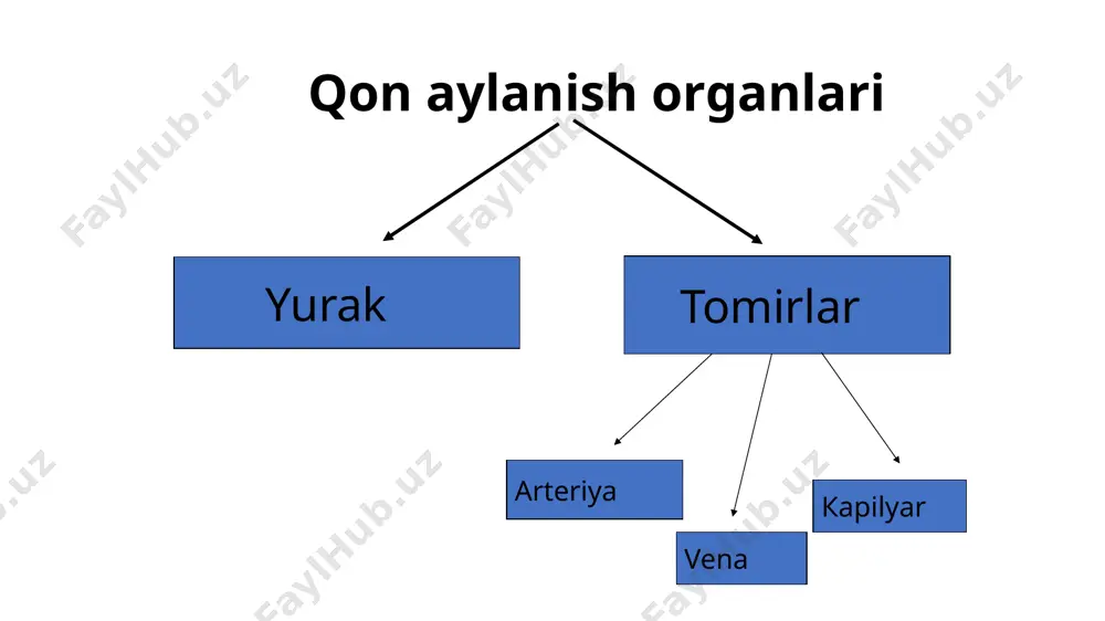 in a bo‘ladi. iv guruhda - eritrotsitlarda a va b agglyutinogenlar bo‘lib, qon plazmasida agglyutininlar bo‘lmaydi. rezus faktor. 1941-yilda nemis olimi landteyner tomonidan macacus phesis degan maymun qonida topilgan. kishilardan 86% ining qonida rezus-factor borligi, 14% ida esa bu faktor yo‘qligi aniqlangan. rezus-faktori kishilar rezus musbat kishilar (rh+), rezus faktorsiz kishilar rezus-manfiy kishilar (rh -) deb ataladi. rezus - faktor eritrotsitlarda boladi jinsga va yoshga bogliq bolmaydi, u eritrotsitlarning agllyutinogenlari bilan boglangan emas. agllyutinogenlarga qarma-qarshi olaroq, zardobda rezus-factor agglyutininlari yoki antitelalari yo‘q. qonning yoshga xos xususiyatlari bola qancha yosh bo‘lsa, moddalar almashinuvi shuncha kuchli bo‘ladi. bolalarda qoning miqdori bolaning o‘sishi va rivojlanishi jarayonida oshib borsa, nisbiy miqdori kamayib boradi. yangi tug‘ilgan bolada qon tana vaznining 15% ni, bir yashar bolada 11% ni, 6 yoshdan 14 yoshgacha 14% ni, katta odamda esa 7% ni tashkil etadi. yangi tug‘ilgan bolada eritrotsitlar ko‘p bo'lganidan qonning yopishqoqligi 10-11 bo‘lib, ikki yoshda 6 gacha tushadi, …