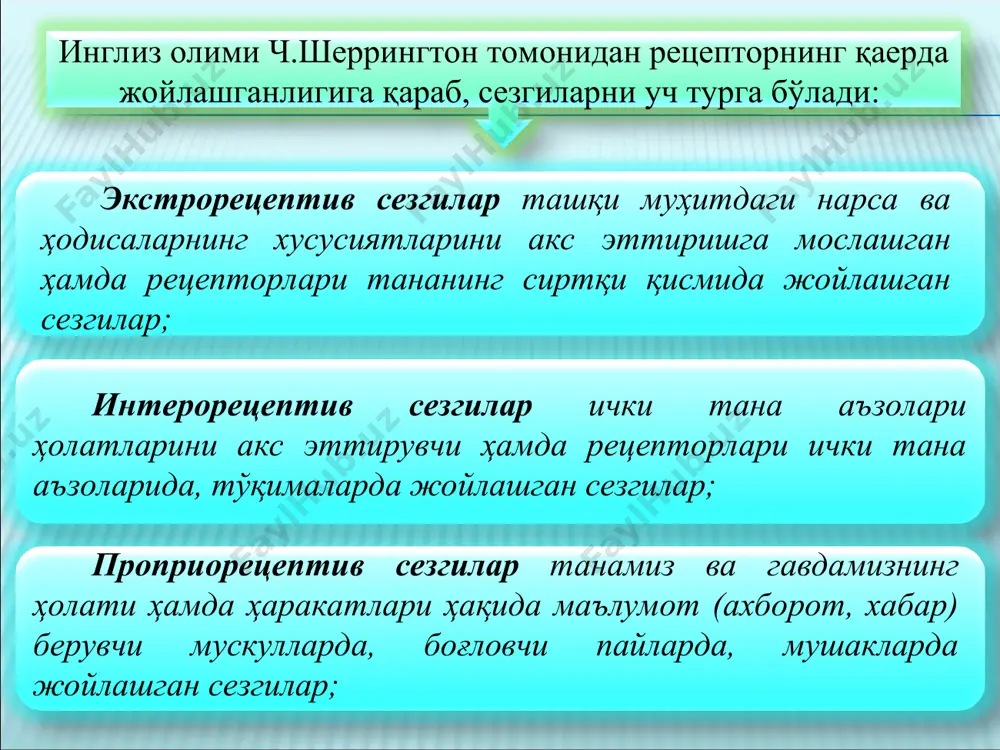маркази бош мия пўстининг орқадаги марказий нуқтасида жойлашган деб тахмин қилинади. туйиш сезгиларининг ташқи, яъни физик сабаби бу бирон- бир нарсаларнинг терига бевосита тегишидир. мускул-ҳаракат сезгилари мотор сезгилар деб номланиб, уларга оғирликни, қаршиликни, органлар ҳаракатини билиш сезгилари киради. уларнинг органлари–гавда мускуллари, пайлар, бўғимлардан иборатдир. органларнинг таркибида сезувчи нервларнинг чекка тармоқлари мавжуд бўлиб, уларнинг таъсирида ҳаракат ва статик сезгилар вужудга келади. мускул – ҳаракат сезгиларининг физик сабаби мускулларга таъсир этувчи нарсаларнинг механик тазйиқи ва гавда ҳаракатларидир. статик сезгилар гавданинг фазодаги ҳолатини сезиш ва мувозанат сақлаш сезгилари деб аталади. органик сезгиларга қуйидагилар киради: оғриқ сезгилари; чанқоқ сезгилари; нохуш туйғулар; очликни сезиш. сифат – мазкур сезгининг асосий хусусияти бўлиб, уни бошқа сезги турларидан фарқлайди ва айни шу сезги тури доирасида ўзгариб туради. сезгининг жадаллиги унинг миқдорини ифода этадиган хусусият бўлиб, таъсир келаётган қўзғатувчининг кучи ва рецепторнинг функционал ҳолати билан белгиланади. сезгининг давомийлиги унинг вақтинчалик хусусияти ҳисобланади. билинар – билинмас сезги ҳосил қилувчи қўзғатувчининг …