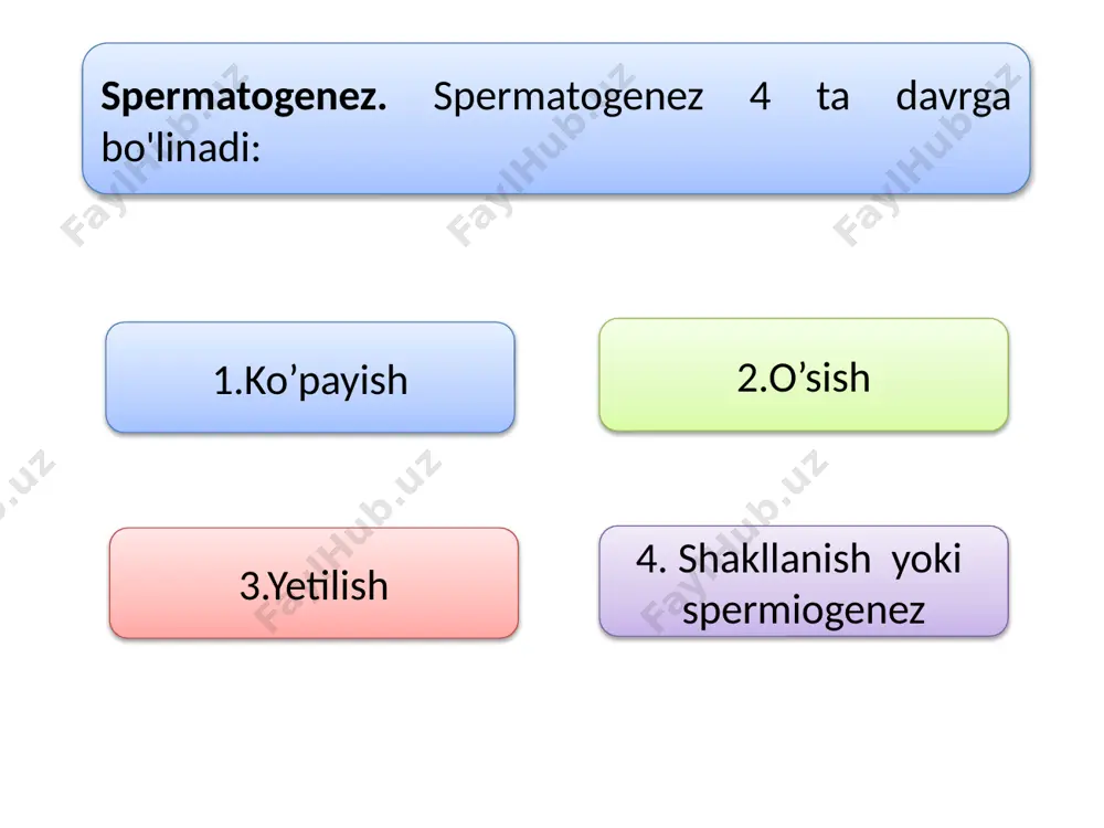 spermatogenez bosqichlari sxemasi va mexanizmi - Page 5