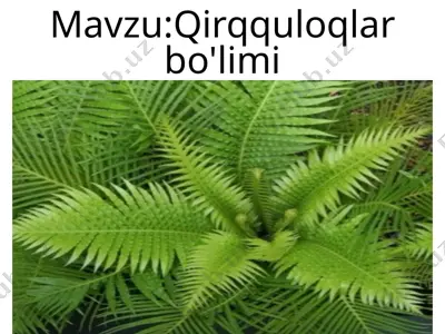 qirqquloqlar bo'limi — PPTX