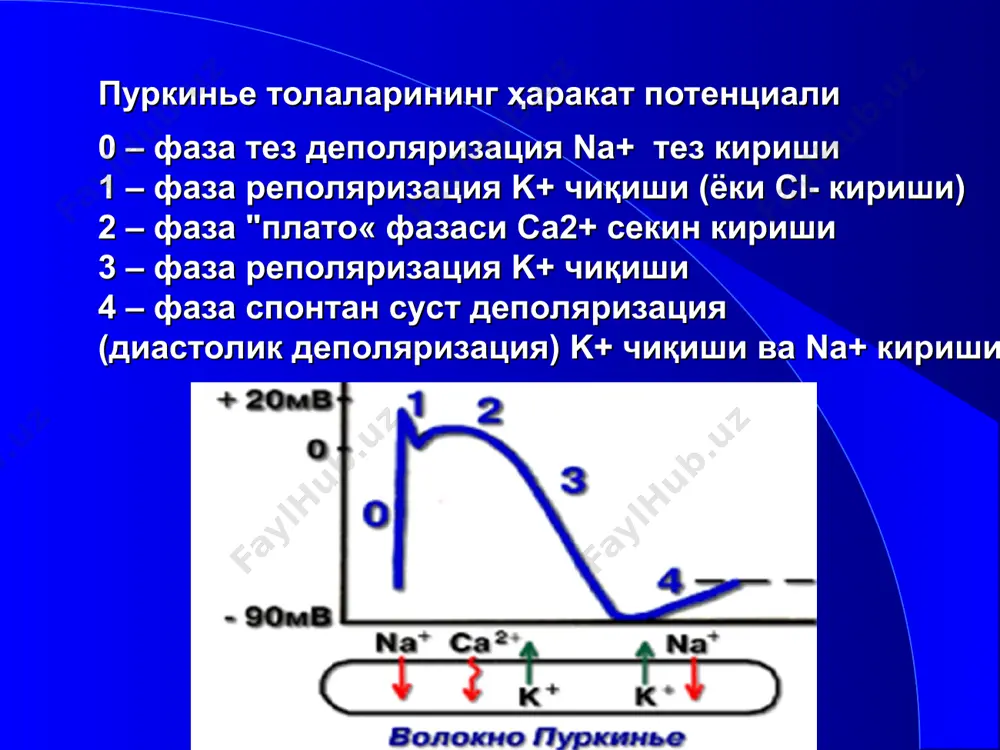 кардиомиоцитларнинг ёпиқ занжирли йўлларида қўзғалишни циркуляцияси натижасида келиб чиқувчи тахиаритмияларда самарали бўлади. ўтказувчанликни сусайиши reentry (қўзғалишни қайти кириши типидаги аритмия) туридаги аритмияларда бир томонлама блок шаклланганда самарали бўлади. пуркинье толаларининг бирида бир томонлама блок борлиги. қўзғалишни қайта (ретроград) кириши (reentry) қўшимча импульс хосил қилиб, бу эса миокарднинг қўшимча қисқариши, яъни аритмияни чақириши мумкин. хинидин бир томонлама блокланган йўлда импульслар ўтишини тўлиқ блоклайди (бир томонлама блокни тўлиқ блокка ўтказади) ва reentry ни тўхтатади. хинидиннинг синоатриал тугунга таъсири хинидин синоатриал тугун ҳужайраларига қисман тормозловчи таъсир кўрсатади. синоатриал тугун хужайрасининг харакат потенциали деполяризации жараёнлари (0 ва 4фазалар) асосан ca2+ ионлари киришига асосланган. шу билан бирга хинидин адашган нервнинг синоатриал тугунга тормозловчи таъсирини блоклайди – ваголитик таъсир. шунинг учун хинидин қисман тахикардия чақириши мумкин. кафедра госпитальной терапии хинидиннинг атриовентирикуляр тугунга таъсири хинидин атриовентрикуляр тугун ҳужайраларига тормозловчи таъсир этади.. хинидин натрий каналларини блоклаб атриовентрикуляр ўтказувчанликни сусайтиради. (0-фазани секинлашиши). шу билан бирга хинидин адашган нервнинг атриовентрикуляр …
