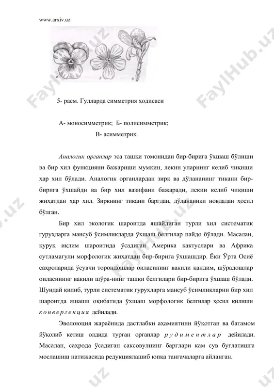 ўшимча илдиз дейилади. асосий ёки ўқ илдиз тез ўсиб, озгина вақт ичида ён илдизлар ҳосил қилади. бир паллалиларда асосий илдиз тез орада ўсишдан тўхтаб қуриб қолади, унинг ўрнига поя остидан кўплаб қўшимча илдизлар ўсиб чиқади. келиб чиқишига кўра илдизлар асосий ва ён илдизларга бўлинади. дастлаб асосий илдиз, кейин эса атрофга таралиб ён илдизлар чиқади. улар асосий илдизга перпендикуляр ёки маълум бурчак остида жойлашиши мумкин. ўз навбатида ён илдизлар ҳам шохланиб биринчи тартибли, улар ҳам шохланиб иккинчи тартибли илдизлар чиқади ва ҳоказо. қўшимча илдизлар деб аталувчи илдизлар эса асосий ва ён илдизлардан эмас, балки, поядан, ҳатто барглардан ҳам чиқади. бундай илдизлар ўсимликлар ер устки органларининг бирор қисми нам тупроққа кўмилиб қолганда ҳосил бўлади. масалан, маккажў-хори, ток, қандимда уни тез-тез кузатиш мумкин. бегониянинг барглари ҳам қўшимча илдиз чиқаради. илдизлар ташқи кўринишига қараб ўқ илдиз ва попук илдизга бўлинади. ўқ илдизларда асосий илдиз яхши ривожла-ниб ерга чуқур кириб боради. ғўза, янтоқ, беда каби …