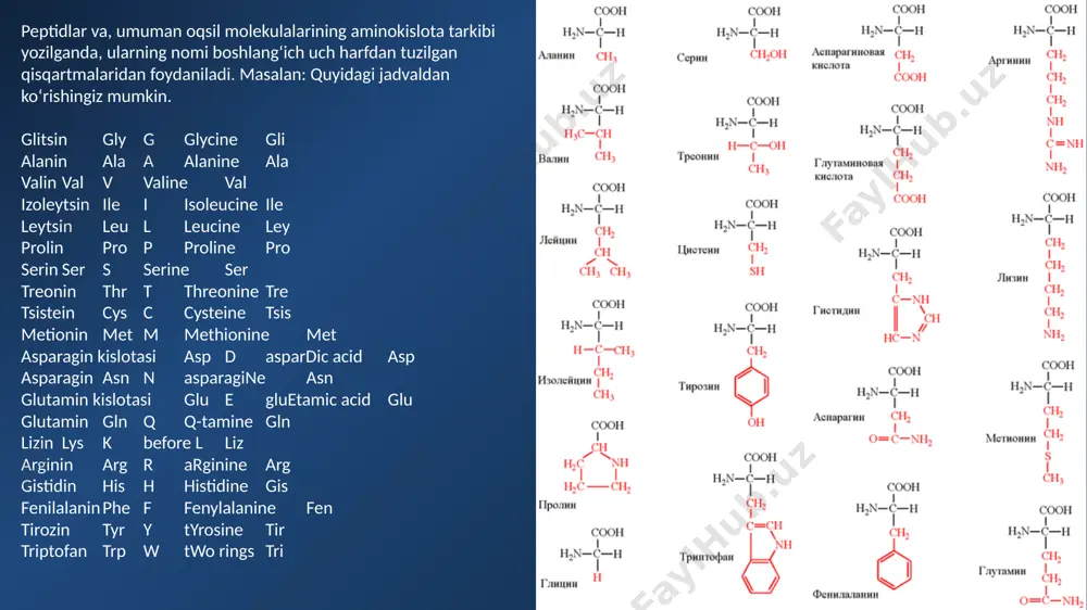+2,cu+2) va boshqalar aktivator vazifasini bajaradi.ular ferment-subsrat yoki koferment-apoferment komplekslari hsil bo’lishini osonlashtiradi,natijada reaksiya tez sodir bo’ladi. fermentlarning aktivligini pasaytiruvchi kimyoviy va fizikaviy sharoitlar – ingibitorlar deyiladi.ingibirlash 2 xil bo’lib : qaytar va qaytmas ko’rinishga ega bo’ladi.ingibitorlar – bu elementlar yoki ma’lum moddalar bo’lib fermentning katalitik funksiyasini susaytiruvchi oqsil qismini cho’kmaga tushirish natijasida aktivligini susaytiruvchi og’ir metall tuzlari yoki fermentning aktiv qismi bilan kimyoviy bog’ hosil qilish hisobiga susaytiruvchi moddalar kirishi mumkin.ingibitorlarning eng kuchlisi tsianid (cn) hisoblanadi. fermentlar kimyoviy reaaksiyalar tezligini oshiradi,shuning uchun anorganik katalizatorlarni eslatadi.bu biokatalizatorlar anorganik katalizatorlardan farqi,fermentlar-yumshoq sharoitda (past temperatura,normal bosim,ma’lum rn qiymatga ega bo’gan sharoitida) eng yuqori aktivlikka ega.masalan temir ionlari vodorod peroksidini va kislorodgacha parchalaydi.tarkibida temir tutuvchi katalaza fermenti esa bu substatni 10 milliard marta katta tezlikda parchalay oladi. biologik maanbalardan ajratib olingan fermentlar alohida sharoitda saqlanganda, uzoq vaqtgacha o’z aktivligini yo’qotmaydi.ularning bu hususiyati meditsina,sanoat va xalq xo’jaligining turli sohalarida keng foydalanishga imkon beradi. fermentlarning …