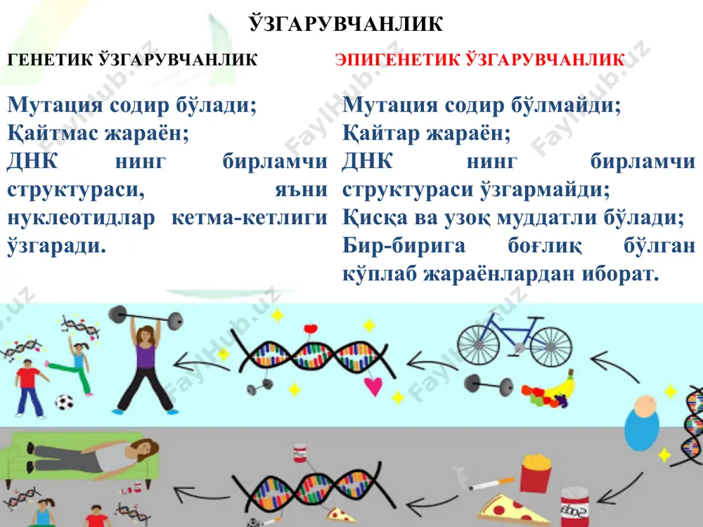 ҳайвонларда эмбрионал ривожланишни тўхтатади, апоптозни ривожлантириб, леталлик намоён қилади. гистон модификацияси хроматинларнинг асосий ва такрорланиш бирлиги нуклеосомалар бўлиб, гистон оқсилларнинг октомерларидан ташкил топган, атрофи 146 жуфт асосга эга днк билан ўралган. октомерлардаги гистонлар 20 та аминокислотадан иборат ҳаракатланувчи n-терминал қисмга (“думчага”) эга. ушбу думчалар нуклеосомалардан чиқиб, хроматин тузилишини сақлаб туриш, генлар экспрессиясини назорат қилиш каби вазифаларни бажаради гистон оқсиллар хроматиндаги оқсилларнинг энг кўп тарқалган тури бўлиб, днк ни қуюқлаштириш вазифасини бажаради * * гистон модификацияси- гистон оқсиллари n-терминал қисми, яъни думчаларининг ацетилланиши, фосфорилланиши, метилланиши, атф-рибозилланиши, сумоилланиши ва убиквитинилланишидир. гистон думчалари одатда ўзларининг лизин ва аргинин аминокислоталарида мавжуд амин гуруҳлари туфайли мусбат зарядланган бўлади. ушбу мусбат зарядлар гистон думчалари билан днк асосидаги манфий зарядланган фосфат гуруҳларига таъсир ўтказади ва боғлашга ёрдам беради. нормал ҳужайрада содир бўлувчи ацетилланиш, гистондаги мусбат зарядларни аминларни амидларга ўзгартириш йўли билан нейтраллаб, гистонларнинг днк га боғланиш қобилиятини пасайтиради. бу боғланишнинг сусайиши хроматин кенгайишига имкон беради ва генетик …