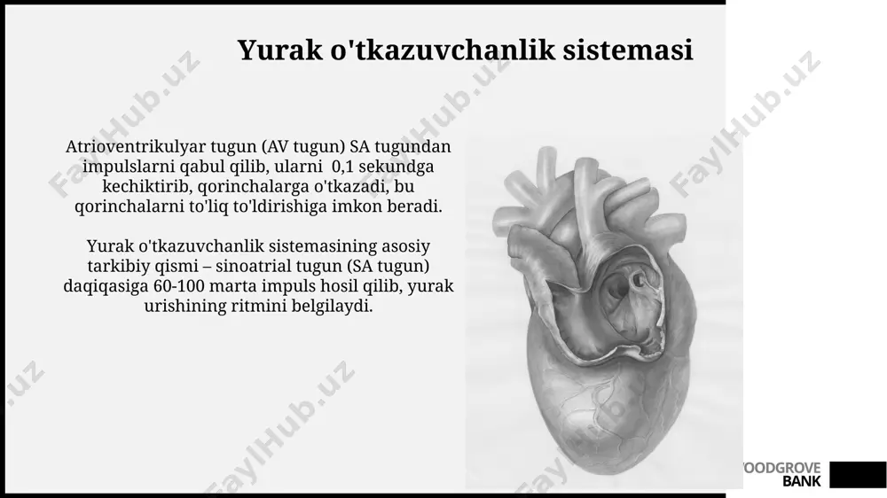 grove bank yurak anatomiyasi va fiziologiyasining klinik ahamiyati aorta klapanining stenozi, sistollik shovqin va chap qorincha gipertrofiyasi bilan namoyon bo'ladi, bu esa 5 yil ichida yurak yetishmovchiligiga olib kelishi mumkin. koroner arteriyalarning ateroskleroziga uchragan bemorlarda miokard infarkti xavfi, lipidlar miqdorining yuqori bo'lishi bilan 2-3 baravar ortadi. woodgrove bank sinusal tugun va av tugun sinus tuguni yurak urishining normal ritmini 60-100 marta per minut tezlikda belgilaydi va av tuguniga impulslarni uzatadi, bu esa atriumlarning qisqarishini boshqaradi. sinus tuguni va av tuguni orasidagi o'tkazuvchanlikning buzilishi bradikardiya yoki yurak blokadasi kabi aritmiyalarga olib kelishi mumkin, bu holatlarda yurak urishi soni daqiqasiga 60 dan kam bo'lishi mumkin. woodgrove bank gormonlar va yurak faoliyati atrial natriuretik peptid (anp) gormoni qon hajmini kamaytirish orqali qon bosimini pasaytiradi va shu bilan yurakka yuklamani engillashtiradi, uning 20% gacha bo'lgan qisqarishini kamaytiradi. adrenalin gormoni yurak urish tezligini 100-180 urish/daqiqagacha oshirib, miokardning qisqarish kuchini kuchaytiradi, shu bilan qon aylanishini tezlashtiradi. …