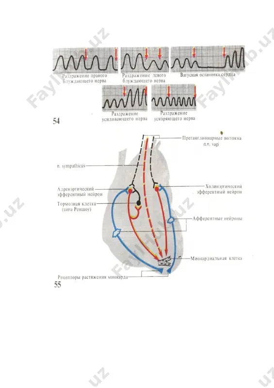 юрак фаолиятининг бошқарилиши - Page 2