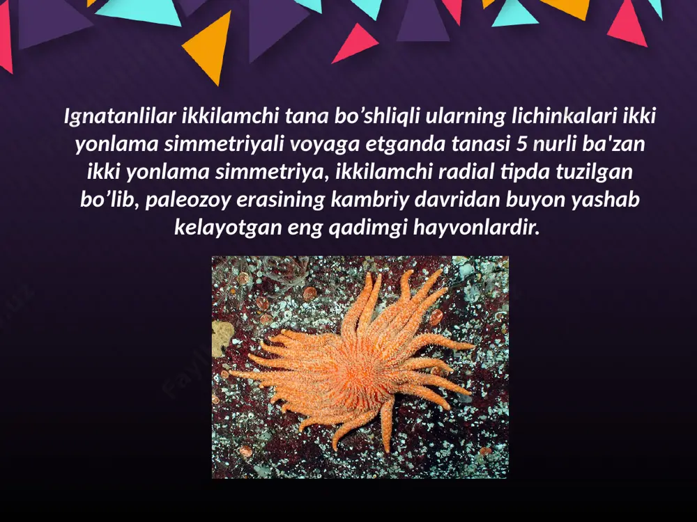 ignatanlilar tipi - echinodermata - Page 4