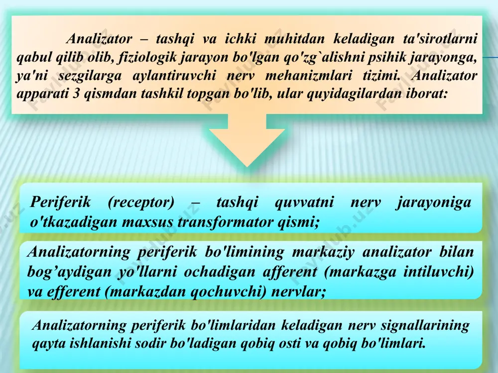 gavdaning fazodagi holati, sezgirligi statik sezgilarda o'z ifodasini topadi. uning markazi ichki quloq kanallarida joylashgan bo'lib, ular o'zaro bir-biriga perpendikulyar bo'shliqda tutash holatda yotadi. sezgining quyidagi turlari mavjud: ko`rish sezgilari; eshitish sezgilari; hid bilish sezgilari; tam bilish sezgilari; teri sezgilari; mustaqil harakat(kinestetik); statistik sezgilari; organik sezgilari; ranglar quyidagi turlarga ajratiladi: xromatik ranglar psixofiziologik qonunga ko'ra yorug`lik nurlari uchburchak shisha prizma orqali o'tib singanda hosil bo'ladigan rangga aytiladi va ularga kamalak ranglar, ya'ni qizil, zarg`aldoq, sariq, yashil, havo rang, ko'k, binafsha tuslarini qamrab oladi. axromatik ranglar odatda oq rang, qora rang, kulrang va ularning turlicha ko'rinishlariga aytiladi. kolbachalar yordami bilan xromatik, ya'ni kunduzgi ranglar ko'riladi. tayoqchalar yorug`likni yaxshi sezuvchan bo'lib, hira va qorong`u paytlarda o'z funksiyasini bajaradi, axromatik ranglarni aks ettiradi. aim.uz uch rangli sezgi nazariyasining asosiy qoidalari 1756 yilda m.v.lomonosov tomonidan bayon qilingan bo'lsa, 1856 yildan keyin nemis fizigi g.gelmgols tomonidan uni to'la isbotlab berilgan ushbu nazariyaga binoan to'r pardaning …