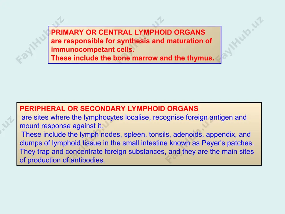 eat bugs decreased in patients with aids cytotoxic t cells cd8+ (and cd4-) kill virus-infected cells and tumor cells t lymphocytes * cd8+ t cells surrounding tumor cell * lymphocytes belong to innate immunity arm no highly variable receptors like t and b cells main job: recognize and kill damaged or infected cells antigens don’t have to be bound to mhcs or displayed by other cells! natural killer cells * natural killer cell * natural killer cell (top) killing infected cell (bottom) * antigen-presenting cells main job: catch antigens and display them to lymphocytes dendritic cells have fine cytoplasmic projections present all over body: skin, lymph nodes, organs capture bug antigens, display to b and t cells other apcs macrophages eat bugs and present antigens to t cells, which tell macrophages to kill bugs b cells present antigens to helper t cells, which tell b cells to make antibodies * …