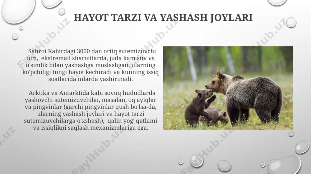 sut emizuvchilar sinfi - Page 4