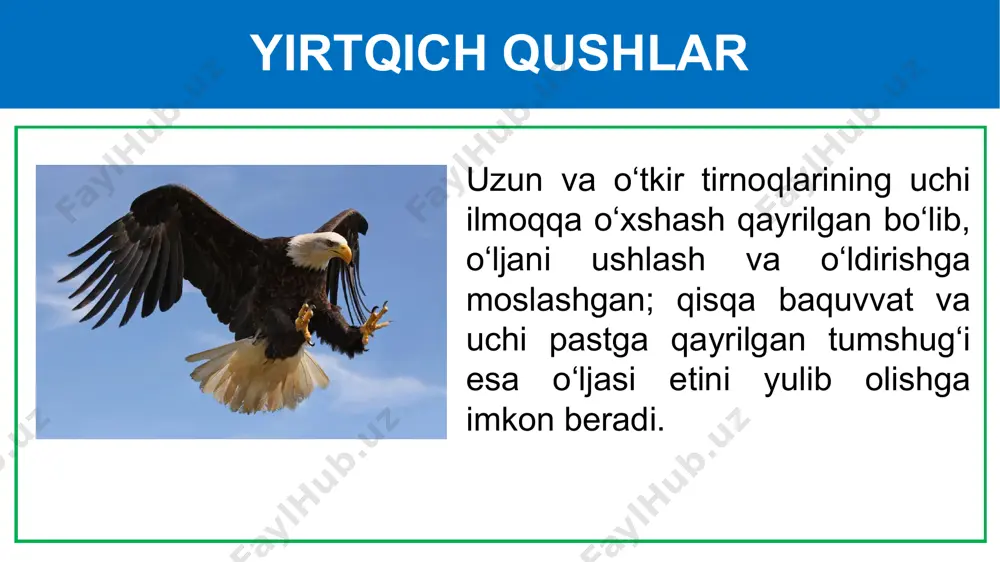yirtqich qushlar - Page 5