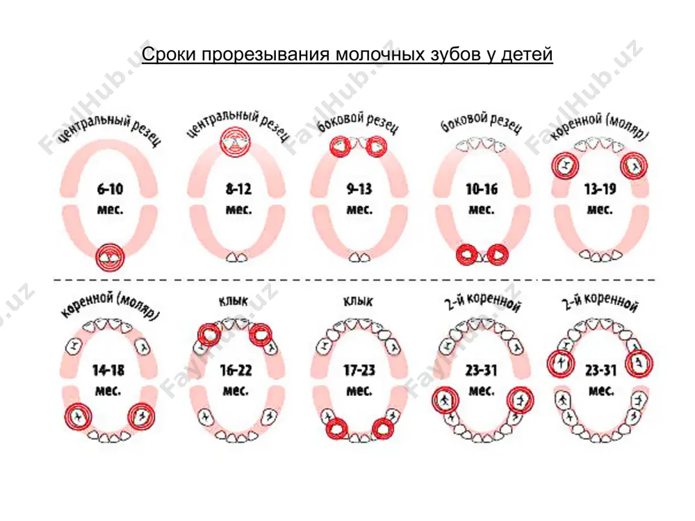 оянных). рентгенологическая картина в этот период многообразна, полиморфна и меняется с возрастом ребенка. на рентгенограммах фолликул зуба определяется в виде округлого очага разрежения костной ткани, окруженного по периферии кортикальной пластинкой. контуры будущего зуба становятся видны лишь после минерализации, начинающейся с верхушки коронки. точечные обызвествления появляются по режущему краю или в области бугорков, постепенно сливаясь, образуя коронки. у новорожденного на рентгенограмме челюстей определяется минерализация 1\6 части коронок центральных резцов, приблизительно 2\3 коронок латеральных резцов и по крайней мере обызвествление в области бугорков молочных моляров. иногда видны участки обызвествления в области первого моляра и резца. отмечено, что прорезывание зубов у девочек происходит несколько раньше, чем у мальчиков. встречаются индивидуальные отклонения от средних норм прорезывания. даже колебания в пределах 6-ти месяцев рассматривается как норма. нижние временные зубы обычно прорезываются на 1 – 2 месяца раньше, чем их антогонисты. рахит, хронические диспепсические расстройства, острые инфекции, эндокринные сдвиги, нарушение питания, различные гиповитаминозы могут влиять на …