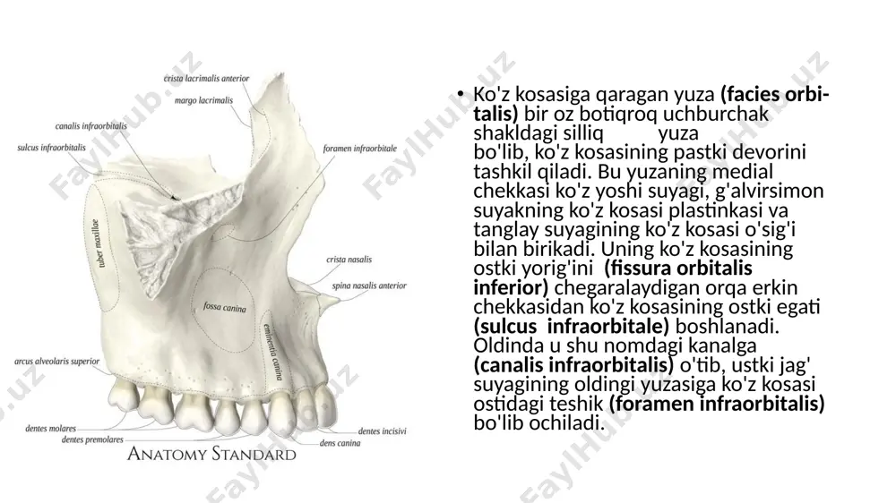 kallasuyagining yuz kismi suyaklari - Page 5