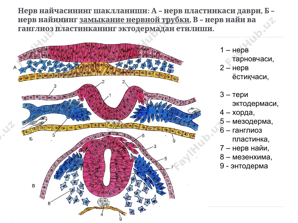 қа мия каналининг эпендимоглиоцитлари. 1 –орқа мия канали (бўшлиқ) 2 – кулранг модда, 3 – эпендима ҳужайралари, 4 – эпендимо глиоцит- ларнинг ўсимталари. мия микроглияси миелинли нерв толалари бўйлама кесимда: 1 – ўқ цилиндр, 2 – миелин қават, 3 – ранвье бўғилмаси. миелинли нерв толалари – кўндаланг кесими. чапда – ёруғлик микроскопияси, ўнгда – электрон микроскопияси 1 – ўқ цилиндр, 2 – миелин қобиқ. миелинли нерв толасининг тузилиши ва ривожланиши 1 – леммоцит қобиғининг дубликацияси - мезаксон, 2 – аксон, 3 – миелин белгиси, 4 – тутқич соҳасида леммоцитнинг бармоқсимон алоқалари, 5 – леммоцит цитоплазмаси, 6 – миелин (спирал буралган мезаксон), 7 – леммоцит ядроси. миелинли нерв толасидаги миелин ўймаси. электрон микроскопия миелин қобиғида оч рангли бўшлиқ – миелин ўймаси кўринади (2-3). бу ерда мезаксон ўрамлари жуда кам жойлашган (3) ва уларнинг орасида леммоцит цитоплазмаси кўринади. миелинсиз нерв толасининг тузилиш схемаси. чапда – ёруғлик микроскопияси, ўнгда– электрон микроскопияси (схема) 1 …