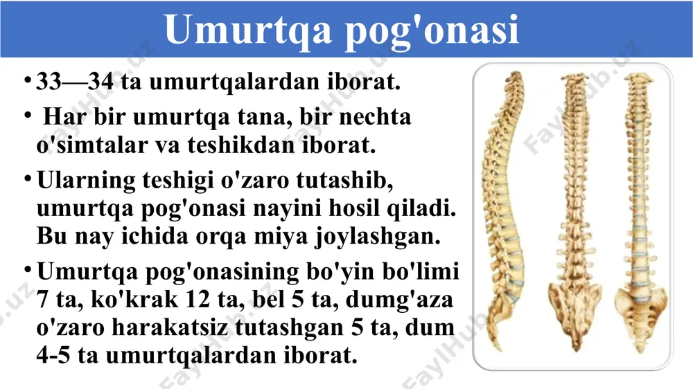 tayanch-harakatlanish sistemasining tuzilishi, funksiyasi va ahamiyati - Page 5