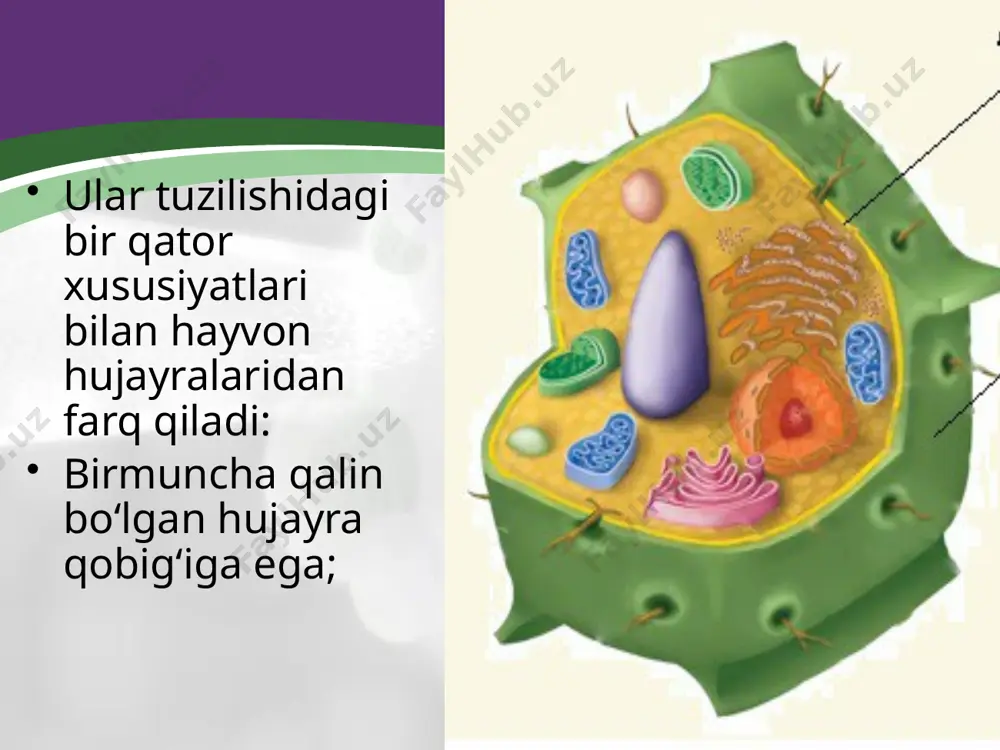 o‘simlik hujayrasining o‘ziga xos tuzilishi. 9 - sinf - Page 3