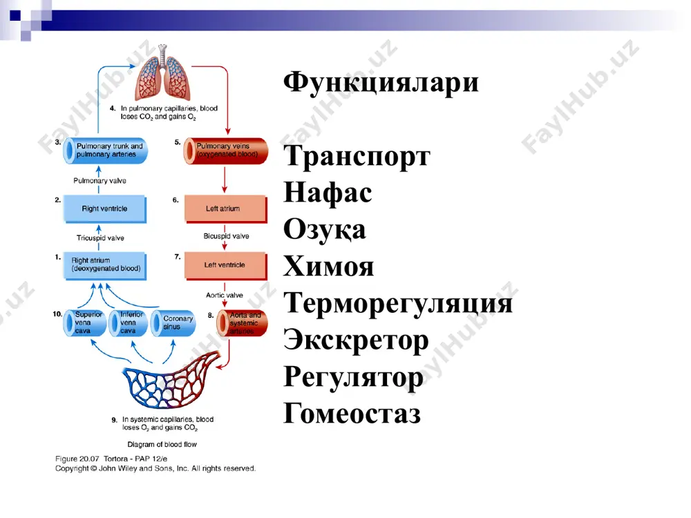 рак мксукулнинг қисқариши бўшашади. отравляет сердечную мышцу. юрак етишмовчилиги келиб чиқади. қон томирларнинг девори ҳам ўзгаради. сердце здорового человека и алкоголика чекиш ҳар бир сигаретадан кейин 30 минутга томирлар торайяди, натижада юрак томирлардан қоннин ҳайдаш учун кучлироқ ишлаш зарур. сердце курильщика миокард инфарқти томирларнинг варикоз кенгайиши атеросклероз вегетатив-томир дистония симптомы: у подростков головная боль, головокружение, утомляемость, нестабильное давление олдини олиш жисмоний фаоллик; тўғри овқатланиш; зарарли одатлардан вос кечиш; контрастй душ; меъёрий уйқу; салбий хиссиётлардан вос кечиш. ўқувчиларнинг тор кийимлари, пойабзали қон айланишни қийинлаштирмайдиган, вена томирларда қон димланиб қолишга йўл қўймайдиган бўлиши керак. тоза ҳавода сайр қилиши, тўғри овқатланиш, кайфиятни доимо кўтаринки руҳида олиб юриш юракни ишига ижобий таъсир қилади. барча зарарли одатлар (гиподинамия, ўта овқатланиш, айниқса чекиш, спиртли ичимликларни истеъмол қилиш ва гиёҳвандлик) юрак-томир тизими ишига салбий таъсир кўрсатади. эътиборларингиз учун раҳмат image2.png image3.emf image4.jpeg image5.png image6.png image7.jpeg image8.jpeg image9.png image10.png image11.png image12.emf image13.png image14.emf image15.jpeg image16.png image17.png image18.png image19.png …