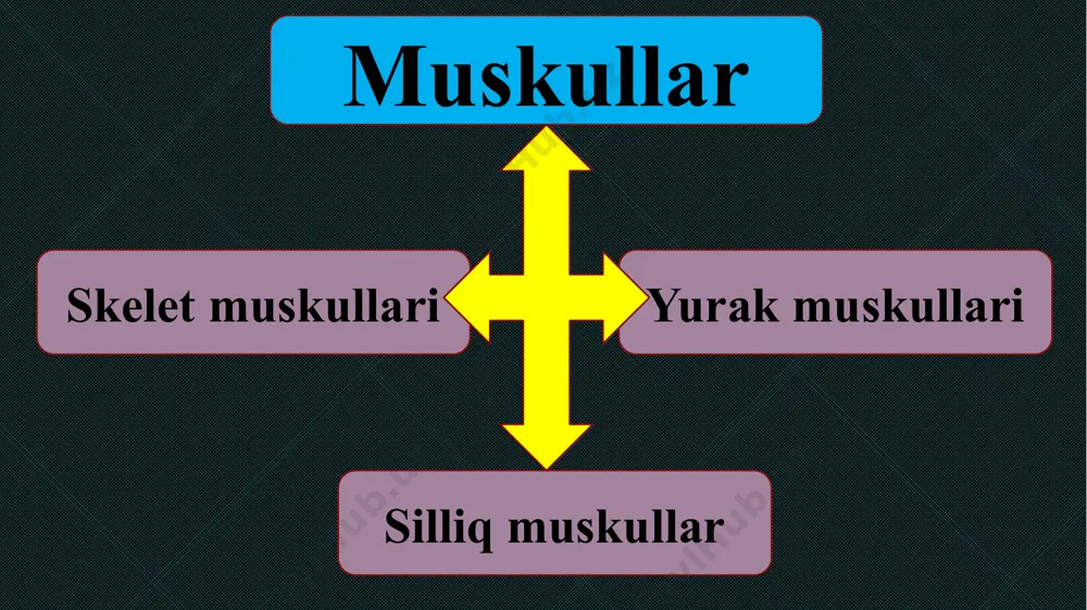 bo‘shashgan, qo‘llar oldinga uzatilib, biron yuk ko‘tarib turilganida qisqargan holatda bo'ladi. muskullar qisqarganida mexanik ish bajarib, energiya sarflaydi. organizmga oziq bilan kiradigan organik moddalar muskullar uchun energiya manbai bo‘ladi. muskullarda bu moddalar parchalanib, energiya hosil qiladi. muskullarning ishlashi muskullaring ishlashi: 1 - yuk, 2 - qo'lni bukadigan muskul, 3 - qo‘lni yozadigan muskul muskullarning charchashi uzoq vaqt dam olmasdan, jismoniy mehnat qilinganida muskullarning ish qobiliyati asta-sekin pasayadi. ish qobiliyatining vaqtincha bunday pasayishi charchash deyiladi. dam olingandan so‘ng muskullarning ish qobiliyati tiklanadi. muskullarning charchashi qisqarish tezligiga va yukning og‘irligiga bog‘liq. qisqarish qancha jadal va yuk og‘ir bo‘lsa, charchash ham shuncha tez yuz beradi. bir me’yorda jismoniy mehnat qilinganida muskullarning ish qobiliyati qisqarishlar orasida tiklanishga ulguradi. muskullar ishining boshqarilishi muskullar ishining boshqarilishi. muskullar bosh va orqa miyadan keladigan nerv impulslari ta’sirida qisqaradi. teri, pay, bo‘g‘imlar va muskullarda sezuvchi nervlar uchlari - retseptorlar joylashgan. biron ta’sir tufayli retseptorlarda hosil bo‘lgan nerv impulslari sezuvchi …
