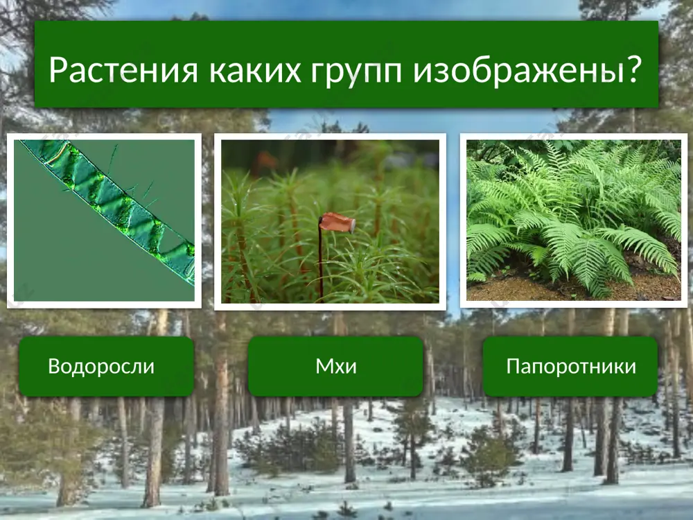 голосеменные растения - Page 4