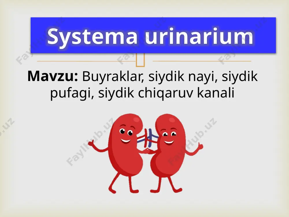 rs ascendens ansa nephroni pars descendens ansa nephroni  pars recta tubuli distalis pars contorti tubuli distalis  tubulus conjuctivus ductus colligens tubulis renalis  podotsit   filtratsion barier endoteliotsit podotsit bazal membrana filtratsion baryer orqali  o`tadi: mayda oqsillar o`tmaydi: qonning shaklli elementlari suv glukoza o`lchami 7 nm dan kichik moddalar yirik oqsillar immun tanachalar fibrinogen   corpusculum renis pars proximalis tubuli nephroni ansa nephroni pars distalis tubuli nephroni tubuli renalis colligens ductuli papillaris (bellini) foramina papillaria calyx renalis minor calyx renalis major pelvis renalis  yig`uvchi nay  bosh hujayra suv va na+ reabsorbsiyalanadi oraliq (qoramtir ) hujayra ko`p sonli vezikulalarga ega hujayrada 1 ta asosiy kiprikcha mavjud hujayra ichi kanalchalari mavjud h+ sintezlaydi    nephronum juxtamedullare nephronum corticale    yukstavaskulyar hujayralar yukstaglomerulyar hujayralar yukstaglomerular apparat macula densa siydik ayiruv yo`li  extrarenal ureter intrarenal tubuli renales colligens vesica urinaria urethra ductuli …