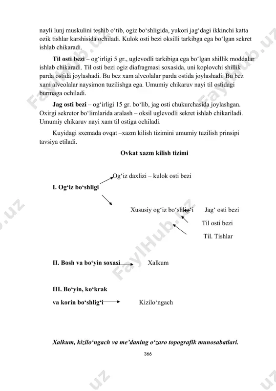 gi yopiladi. xalkum bo‘shligiga umumiy 7 teshik ochiladi – ikkita xoanalar, ikkita eshitish naychalari, xikildok, ogiz va kizilo‘ngach bo‘shliklarni teshiklari. ovkat yutilganda oltita teshik berkilib, fakat kizilo‘ngach teshigi ochilgan xolda bo‘ladi va ovkat xalkumdan kizilo‘ngachga o‘tadi. xalkumning ichki yuzasi shillik parda bilan koplangan. shillik parda ko‘p kavatli epiteliy bilan koplangan bo‘lib, shillik parda chukurchalari orasida limfoid to‘kimadan iborat bo‘lgan ximoya a’zolari – bodomchalar joylashgan. shillik parda ostida fibroz parda joylashgan bo‘lib, biriktiruvchi to‘kimadan iborat. fibroz parda yordamida xalkum kalla suyagining asosiga birikadi. fibroz parda ostida esa muskul va adventatsiya pardalari joylashadi. xalkumning muskullari uchta: xalkumni kisuvchi yukorigi, o‘rta va pastki ko‘ndalang yo‘nalgan muskullardan iborat. xalkumning ko‘ndalang kisuvchi muskullar uzunasiga joylashgan muskullar guruxiga nisbatan yaxshi rivojlangan. kizilo‘ngach kizilo‘ngach xalkumning davomi bo‘lib, yukori chegarasi vi bo‘yin umurtkasiga to‘gri keladi, pastki chegarasi esa xi ko‘krak umurtkalari ro‘parasida joylashadi. kizilo‘ngach iv va vii ko‘krak umurtkalari oldida chap bronx bilan kesishib, uning orkasidan o‘tadi, pastki …