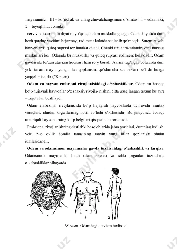 46 ta xromosomadan iborat. ko‘pgina parazitlar (bosh biti) va kasalliklar (gripp, chechak, vabo, qorin tifi va boshqalar)ning bo‘lishi umumiydir. odamsimon maymunlarda tuyg‘uning ifodalanishi, chunonchi xursandlik, mehribonlik, xafa bo‘lish, g‘azablanish odamnikiga o‘xshash. odamsimon maymunlarda muayyan qobiliyat ham ma’lum darajada rivojlangan. odam va odamsimon maymunlar gavda tuzilishidagi farql ar. odam bosh miyasining hajmi 1400–1650 sm3 ga yaqin bo‘lib, odamsimon maymunlarniki 600 sm3 dir (79-rasm). odam bosh miyasi katta yarim sharlari po‘stlog‘ining sathi o‘rtacha 1250 sm3 ga teng. odamsimon maymunlarniki esa undan taxminan 3,5 marta kichikdir. miya hajmi, yarim sharlar po‘stlog‘i, uning peshona, chakka bo‘limlari yaxshi rivojlanmaganligi sababli umumlashtirib, predmetlardan ajralgan holda fikrlashga qodir miya – odamniki shimpanzeniki orangutangniki 79-rasm. odam va odamsimon maymunlarning miyasi. 7—biologiya emas. odamsimon maymunlarning har bir turi ba’zi belgilari bilan odamga yaqinlashsa, boshqa belgilari bilan undan uzoq- lashadi. masalan, gorilla tanasining umumiy mu tanosibligi, panja tuzilishi bilan, shimpanze kalla suyagining tuzilishi, qo‘loyoqlarining katta-kichikligi, orangutang 12 juft qovurg‘asi, gibbon …