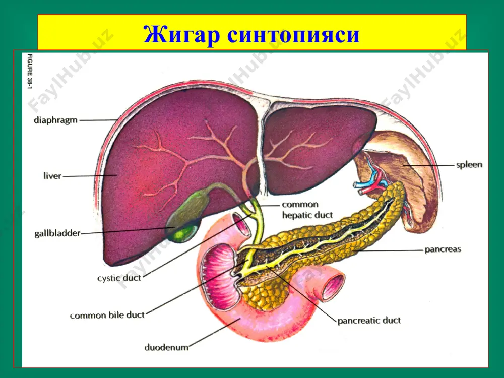 jigar xirurgik kasalliklari - Page 3