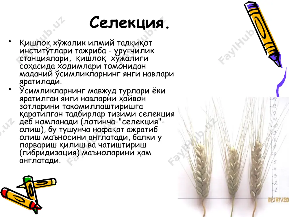 ида синов­дан нав стандарт учун қабул қилинган энг яхши районлаштирилган нав билан таққосланади ва маҳсулот сифати ҳамда ҳосилдорлик бўйича синаб кўрилади. бунда навнинг биологик хусусиятларидан келиб чиқиб, унинг агротехникаси ишлаб чиқилади (экиш меъёри, ўғитлар тизими, экиш усуллари ва ҳоказо). конкурс асосида синаш билан бир вақтда селекцион муассаса­сида нав ишлаб чиқариш синовидан ҳам ўтказилади. энг истикболли асосида давлат хўжалиги ва жамоа хўжаликлари ер майдонида ҳам ўтказилади, ёки тажриба станцияси хўжалик экинлари майдонида ҳам ишлаб чиқариш синовидан ўтказиш мумкин. аммо, экин навларни нав билан алмаштириш, бу навни районлаштириш, оммалаштириш­ни, якуний баҳолаш ишлари фақат нав давлат нав синовидан ўтказилгандан кейин ўтказилади. image1.jpeg image2.jpeg image3.jpeg image4.jpeg image5.jpeg image6.jpeg image7.jpeg image8.png image9.jpeg image10.jpeg image11.jpeg image12.jpeg image13.jpeg image14.png /docprops/thumbnail.jpeg