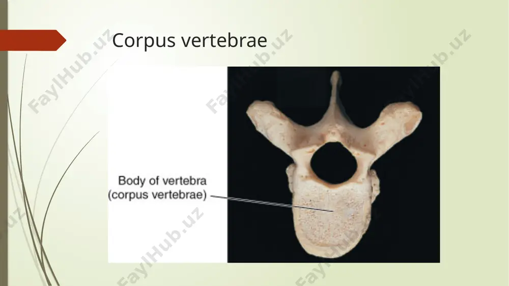 s anterior dentis facies articularis posterior dentis apex dentis atlas va axisning birikishi (yuqoridan ko’rinishi) bo’yin umurtqalarining o’zaro birikishi umurtqalarning o’ziga xos xususiyatlari: ko’krak umurtqalari (vertebrae thoracicae) tanasi bo’yin umurtqalari tanasiga qaraganda birmuncha yirik. 1-ko’krak umurtqasidan 12-ko’krak umurtqasiga tushgan sari ularning kattaligi ortib boradi. ko’ndalang o’siqlari (processus transversus) lateral va orqa tomonga yo’nalgan. o’tkir o’siqlari (processus spinosus) ham bo’yin umurtqalarinikidan birmuncha uzun bo’lib , bir-birini cherepitsa singari yopib turadi. bo’g’im o’siqlari frontal yuzada joylashadi. yuqorigi bo’g’im o’siqlari bo’g’im yuzasi orqaga, pastki umurtqalarning bo’g’im yuzasi old tomonga qarab turadi. !!!eng asosiy farqlaridan biri – ularning tanasi va ko’ndalang o’siqlarida qovurg’alarning birikishi uchun chuqurchalar (fovea costalis) mavjud. tanasi bo’yin umurtqalari tanasiga qaraganda birmuncha yirik. ko’ndalang o’siqlari (processus transversus) lateral va orqa tomonga yo’nalgan. o’tkir o’siqlari (processus spinosus) ham bo’yin umurtqalarinikidan birmuncha uzun bo’lib , bir-birini cherepitsa singari yopib turadi bo’g’im o’siqlari frontal yuzada joylashadi. yuqorigi bo’g’im o’siqlari bo’g’im yuzasi orqaga, pastki umurtqalarning …
