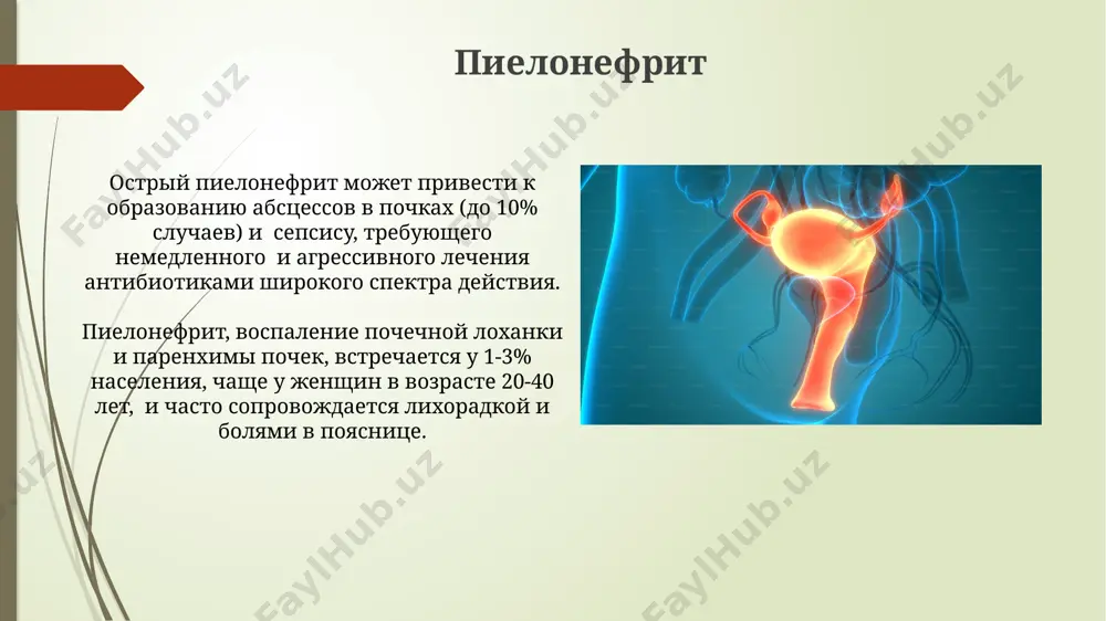 омия мочевыводящих путей мочеточник имеет длину около 25-30 см и перистальтически продвигает мочу из почки в мочевой пузырь, предотвращая обратный ток. уретра, выводной канал мочевого пузыря, имеет различную длину у мужчин (около 20 см) и женщин (около 4 см), что влияет на предрасположенность к инфекциям. острый цистит острый цистит чаще встречается у женщин, составляя около 80% всех случаев, из-за анатомических особенностей мочевыводящих путей. лечение острого цистита обычно включает в себя приём антибиотиков в течение 7-10 дней, целью которого является эрадикация бактериальной инфекции. спасибо за внимание @taqdimot_robot image1.jpg image2.jpg image3.jpg image4.jpg image5.jpg image6.jpg image7.jpg image8.jpg image9.jpg image10.jpg image11.jpg image12.jpg image13.jpg image14.jpg image15.jpg image16.jpg image17.jpg