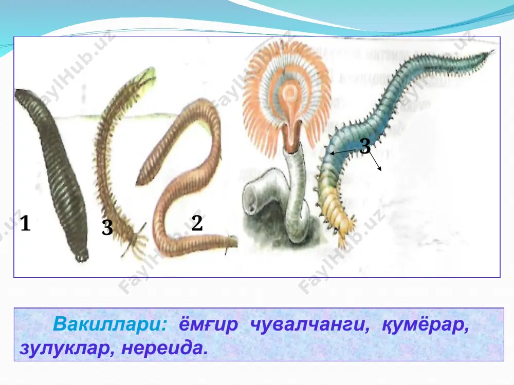 сузиб юриб ҳаёт кечирувчи кўп қилли ҳалқалиларнинг турлари жуда кўп. булар нериеда, алционида ва томоптерида оилаларига мансуб чувалчанглардир. уларнинг бир қанча турлари денгизнинг соҳил доирасидан узоқ жойларда, очиқ денгиз ва океанларда кўп тарқалган. баъзан океан оқими (гольфстрим ва бошқа оқимлар) уларни жуда кенг тарқалишига сабаб бўлади. буларнинг ҳаммасида параподиялар ва улардаги катта-кичик қил- тиканчалар узун ва яхши ривожланган. чувалчанг мана шу ҳаракатчан органлари ёрдамида ва бутун гавдасини чаққон эгиб, ҳаракатлантириб эркин сузади. кўп қилли ҳалқалиларнинг бир қанча турлари бўлиниш йўли билан кўпаяди. силлидалар оиласига кирувчи ҳалқалилар куртакланиб ҳам кўпаяди. етишган куртаги ажралиб, вояга етади. мирионидалар оиласига мансуб чувалчанглар дум томонида бир қанча бир-бирига туташган куртакларни олиб юради. денгиз тубида ўрмалаб яшовчи ҳалқалиларнинг бир қанча турларида бўлиниб кўпайиш-эпитокия ҳодисаси мавжуд. тинг океанининг баъзи ороллари соҳилларида яшовчи паллоло номли анча йирик чувалчанг ҳар йили октябрда ой тўлишган тунда танасининг пастки (гонадалари ва жинсий маҳсулоти бўлган) қисмини ажратиб юборади. 40 см гача узунликдаги …