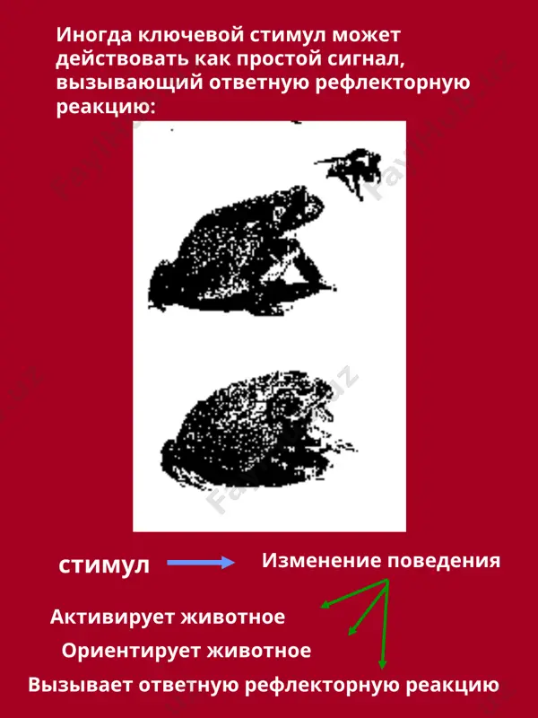 безусловные рефлексы человека - Page 5