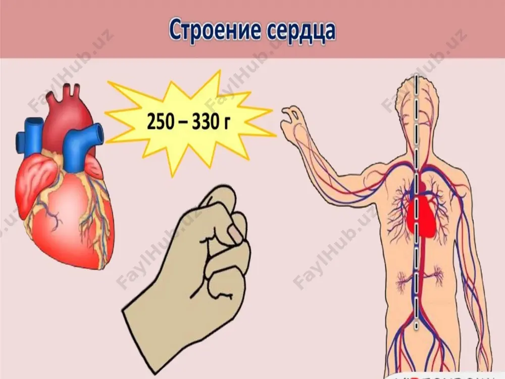 енных суставах значительно ограничены из-за резкой артралгии, которая не изменяет своей интенсивности в течение суток, однако не сопровождается утренней скованностью. «летучесть» ревматического артрита: в течение 1—3 суток в одних суставах явления воспаления полностью исчезают, а в других — появляются. у некоторых больных воспалительное поражение суставов характеризуется резко выраженной «летучей» полиартралгией без каких-либо других изменений в них. ревматический артрит, как правило, нестойкий. воспалительные изменения в каждом суставе при отсутствии лечения сохраняются не более месяца, а после начала противовоспалительной терапии чаще всего уже через 1—2 недели явления артрита полностью исчезают. рентгенологические изменения в суставах отсутствуют. ревматический артрит (70% случаев) критерии артрита: быстрое начало (12-24 час.). боль не соответствует объективным данным. быстрое распространение с одного сустава на другой ("летучесть"). симметричный олигоартрит (реже – моноартрит) крупных парных и средних суставов (коленных, голеностопных, локтевых, плечевых, лучезапястных). эффект от нпвп – за 2-3 суток. полное выздоровление с отсутствием остаточных изменений. * ревмокардит возникают в течение 2—3 …