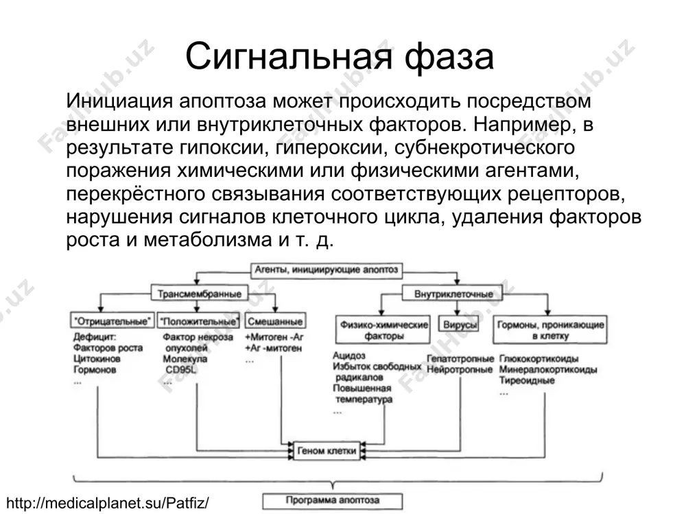 субъединицы. активация происходит путём протеолитического процессинга: все три домена расщепляются, отделяется продомен, а оставшиеся большая и малая субъединицы ассоциируются, образуя гетеродимер. два гетеродимера в дальнейшем формируют тетрамер — полноценную каспазу с двумя каталитическими участками. http://www.muldyr.ru/a/a/apoptoz_-_fazyi_apoptoza * одна из основных функций эффекторных каспаз заключается в прямом и опосредованном разрушении клеточных структур. гидролизу подвергаются белки ядерной ламины, разрушается цитоскелет, расщепляются белки, регулирующие клеточную адгезию. http://medznate.ru/docs/index-48721.html * другой важной функцией эффекторных каспаз является инактивация белков, блокирующих апоптоз. в частности расщепляется ингибитор dff, препятствующий активации апоптозной днказы cad. разрушению подвергаются и антиапоптозные белки семейства bcl-2. наконец, в результате действия эффекторных каспаз происходит диссоциация регуляторных и эффекторных доменов, участвующих в репарации днк, мрнк-сплайсинга и днк-репликации. https://ru.wikipedia.org/wiki/апоптоз * дополнительные эффекторы апоптоза помимо каспаз существуют и другие эффекторы апоптоза. например, флавопротеин aif, высвобождающийся из межмембранного пространства митохондрий, действует по независимому от каспаз пути. попадая в клеточное ядро, aif вызывает конденсацию хроматина и активирует эндонуклеазы, которые участвуют в …