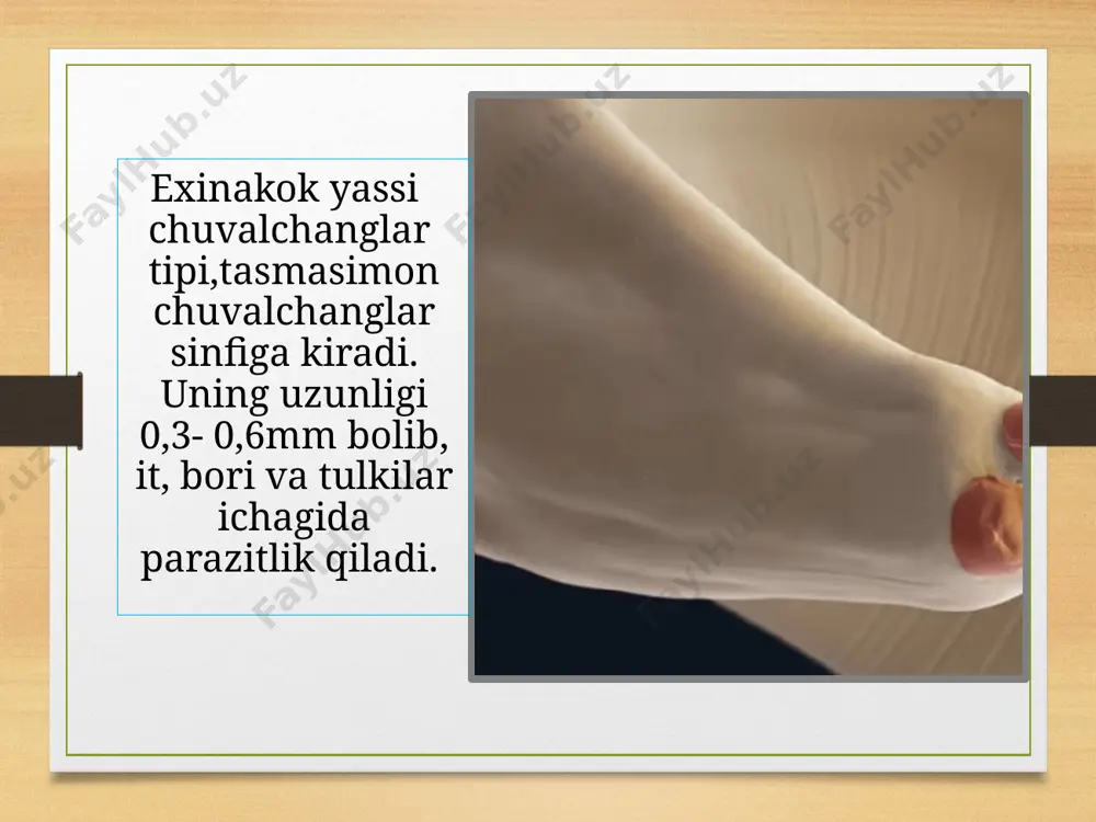 parazit chuvalchanglarning xilma - xilligi - Page 3