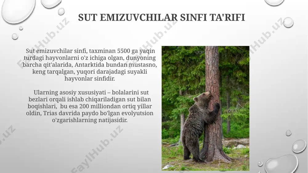 sut emizuvchilar sinfi - Page 5